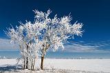 Frosty Trees_52664